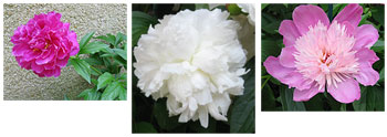 yellowpitchpeonies