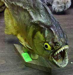 stuffed animal piranha