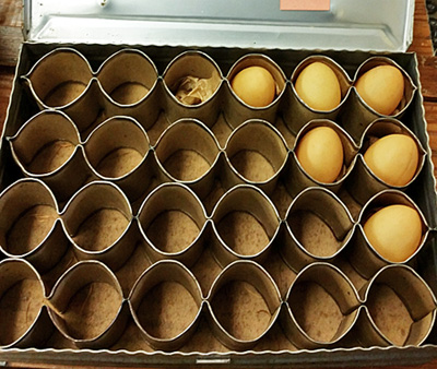 egg shipping carton