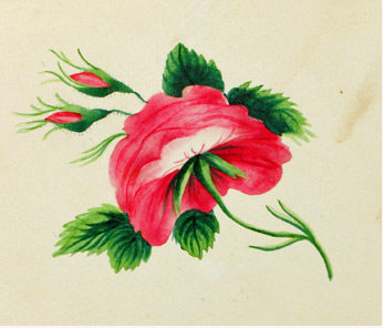 A flower painted by Sarah Mapps Douglass, granddaughter of Cyrus Bustill. She was an abolitionist, suffragette, educator and artist. She presumably acquired the documents about Cyrus Bustill's contribution to the Revolutionary War.